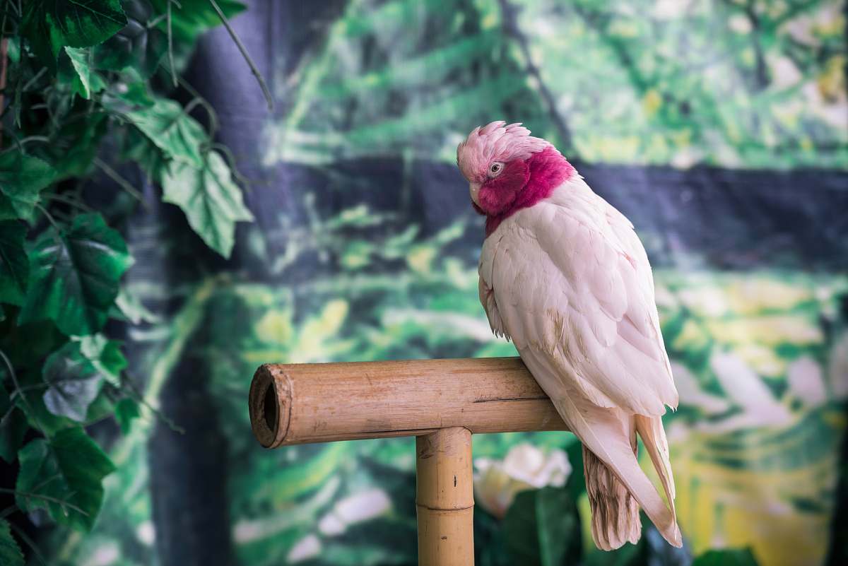 bird white parrot zoo