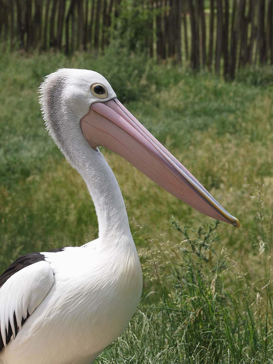 bird white pelican pelican