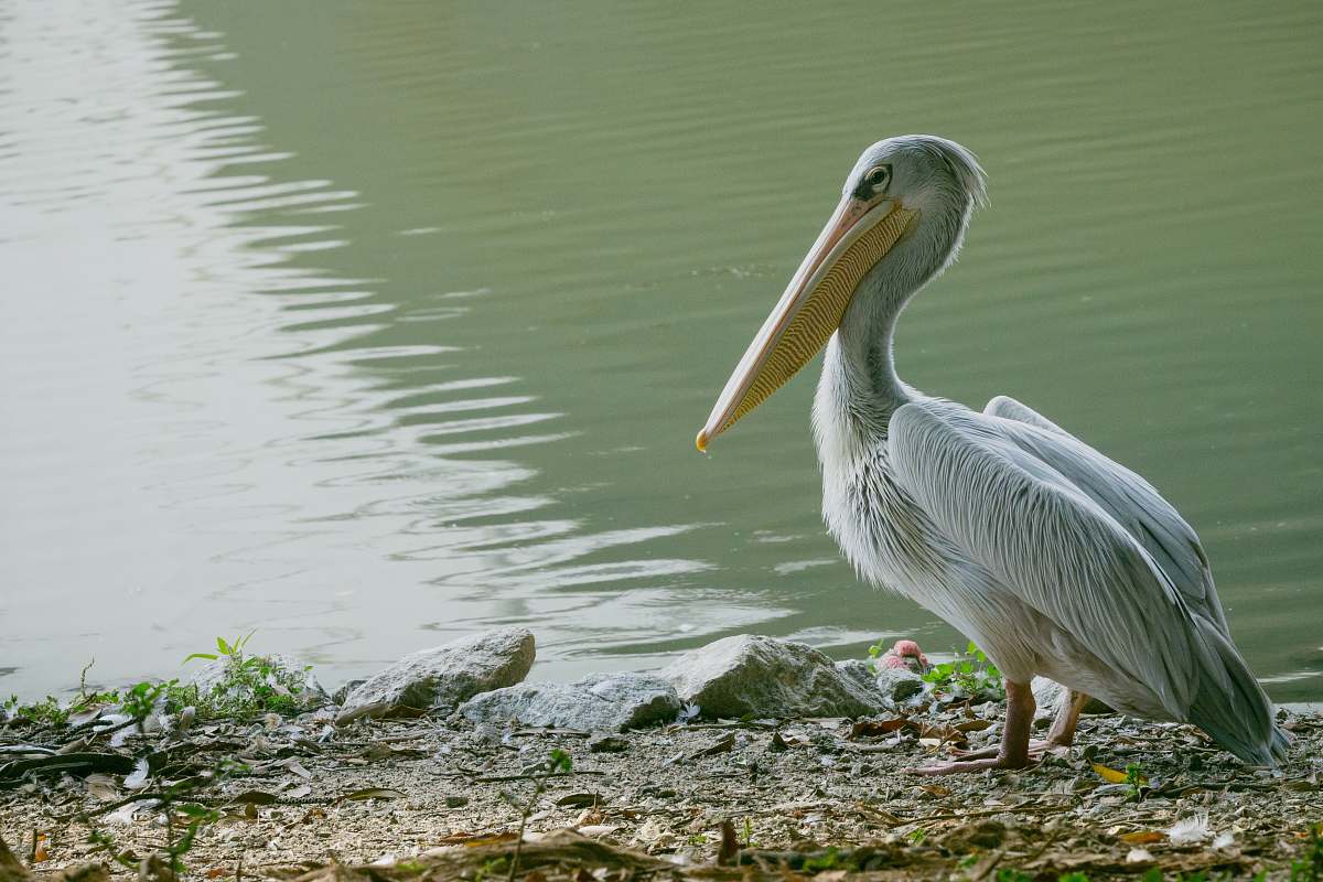 bird white pelican near body of water water