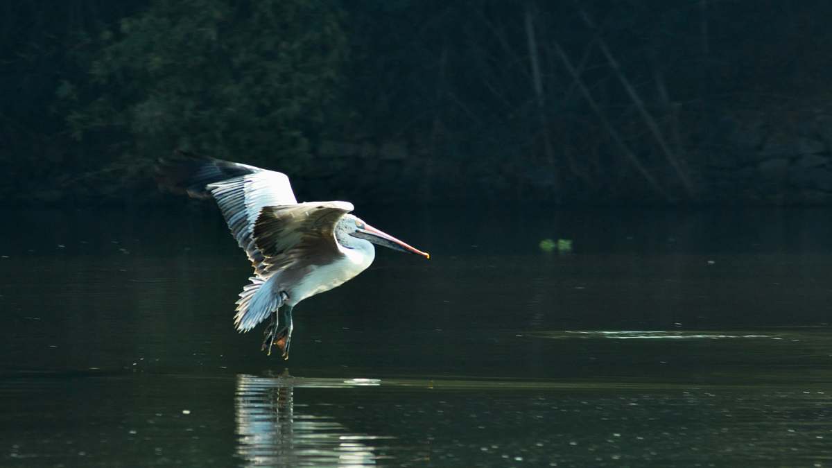 bird white pelican on water india