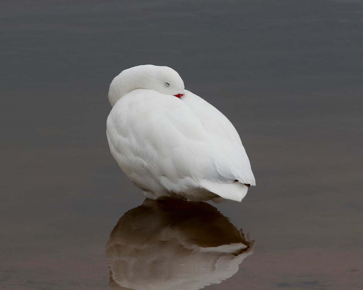 bird white pet bird swan