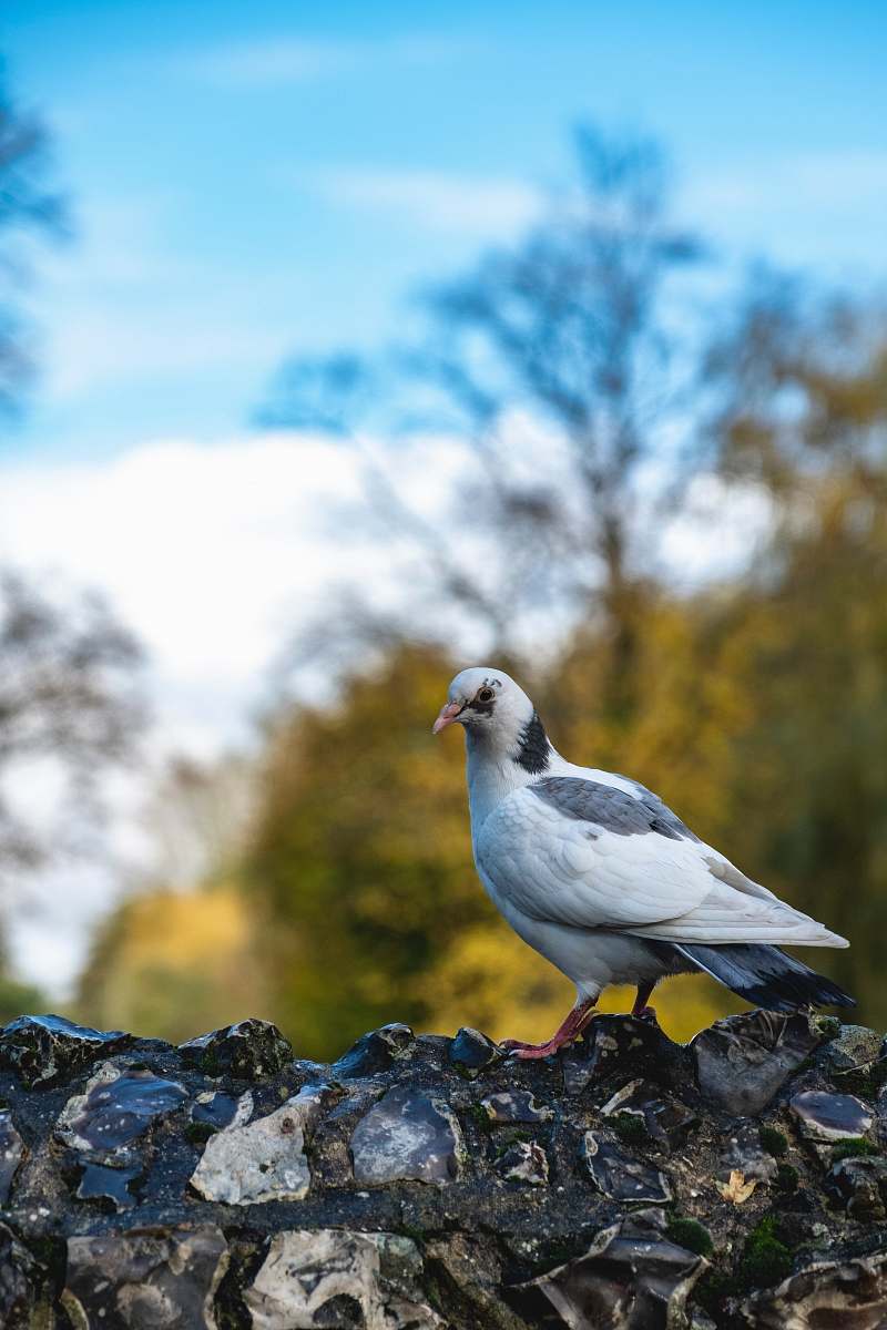 bird white pigeon pigeon