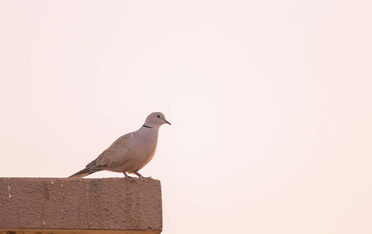 bird white pigeon perched on concrete surface india