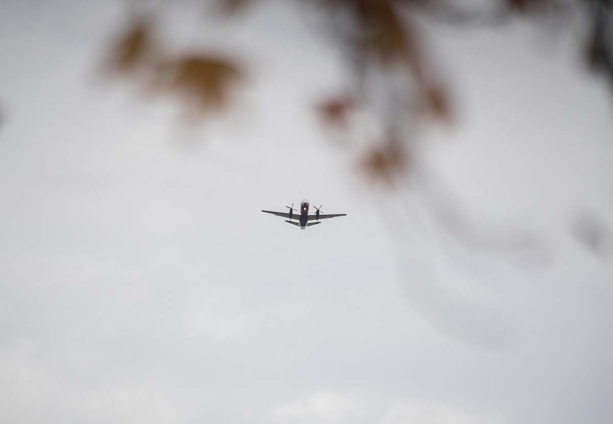 bird white plane during daytime flying
