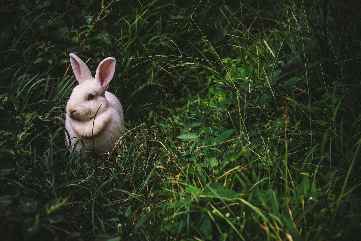 rabbit white rabbit on green grass during daytime bunny