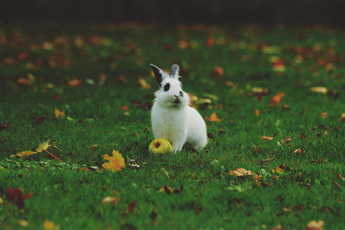 rabbit white rabbit standing on grass bunny