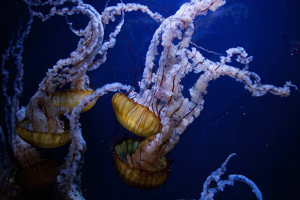 invertebrate white sea creatures jellyfish