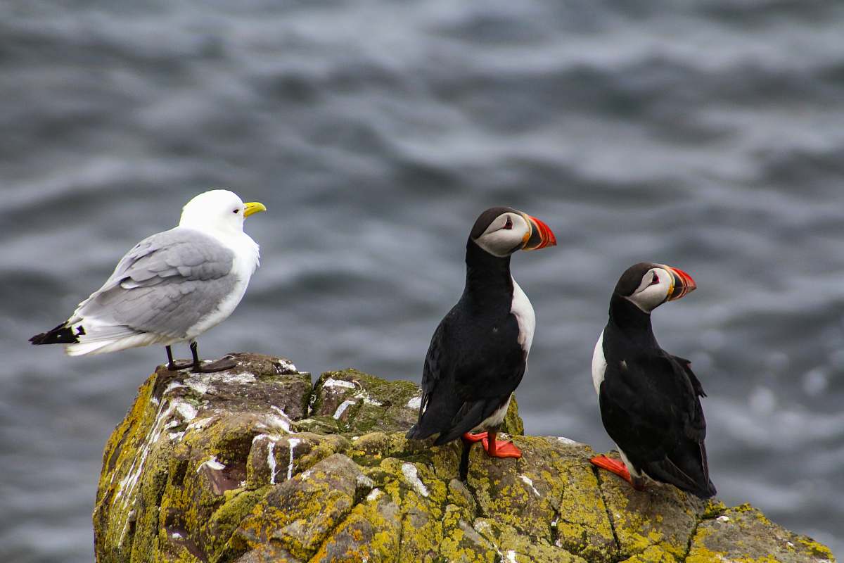 bird white seagull and two puffin birds perching on rock near body of water during daytime iceland
