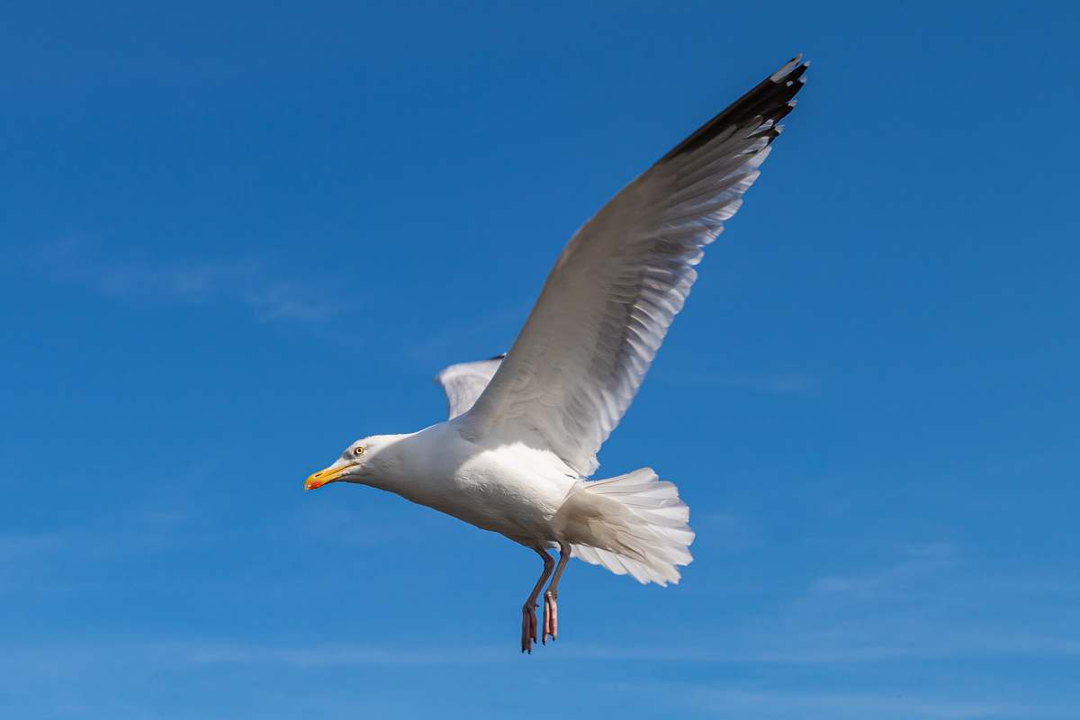 bird white seagull waterfowl