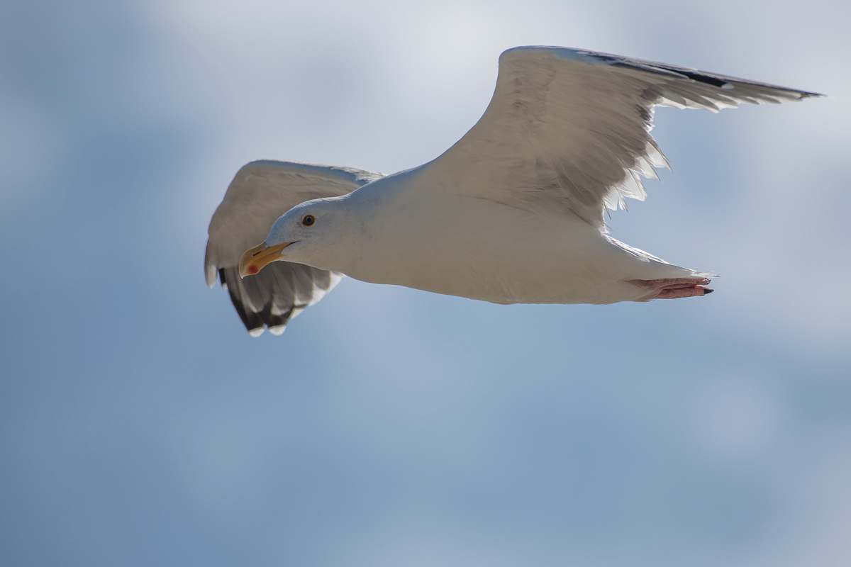 flying white seagull grey