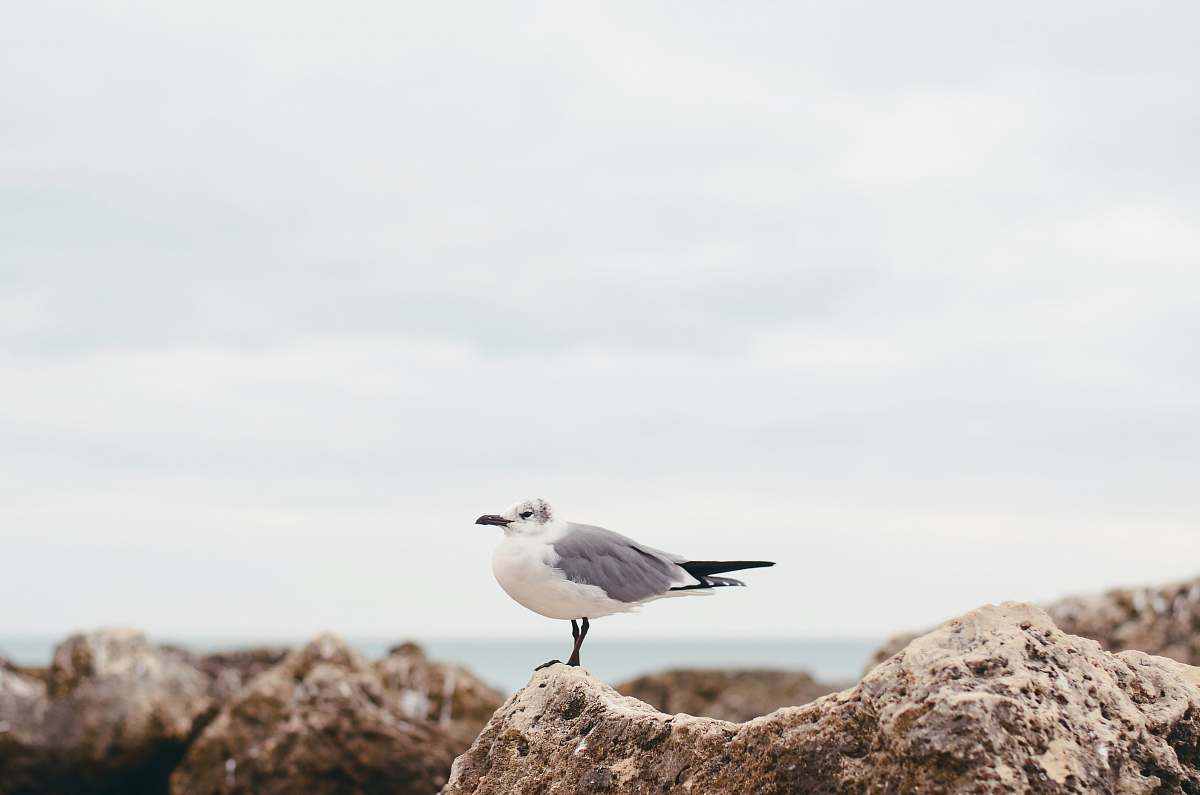 flying white seagull on rock nature