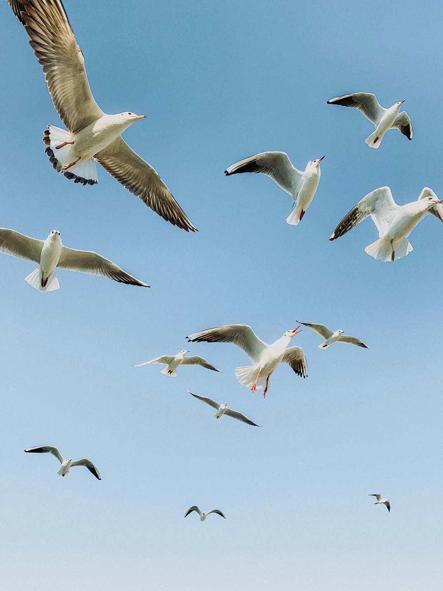 bird white seagulls flying across blue sky flock