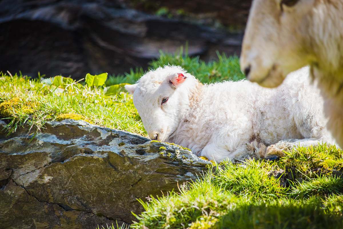 mammal white sheep during daytime sheep