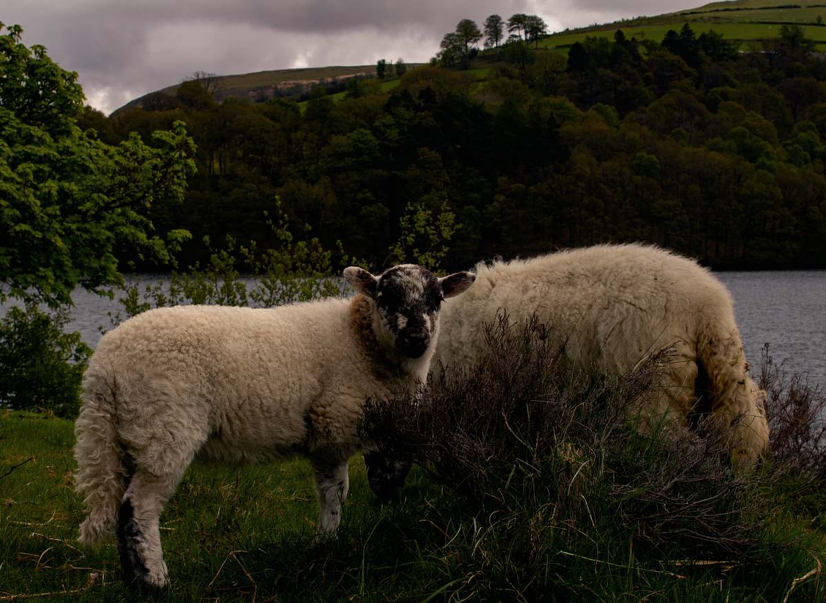 mammal white sheep sheep