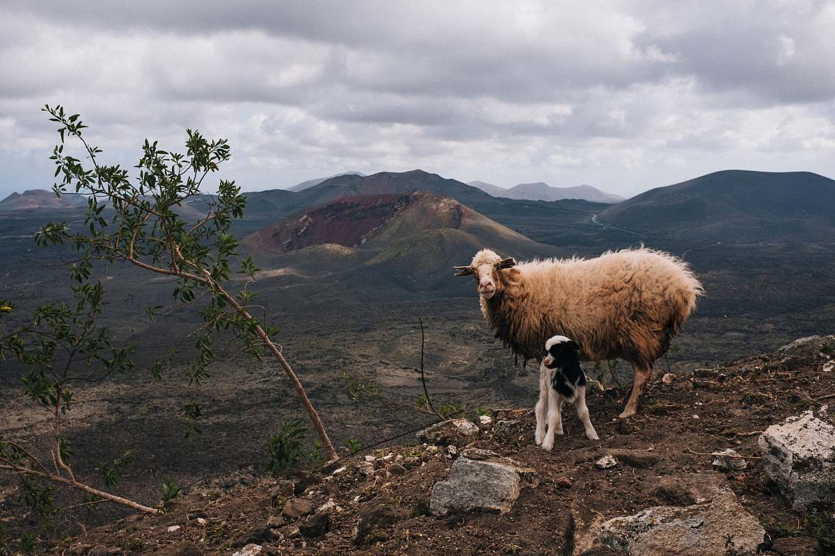 mammal white sheep on cliff sheep