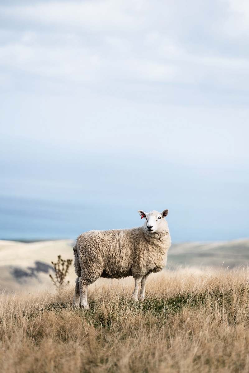sheep white sheep on field mammal