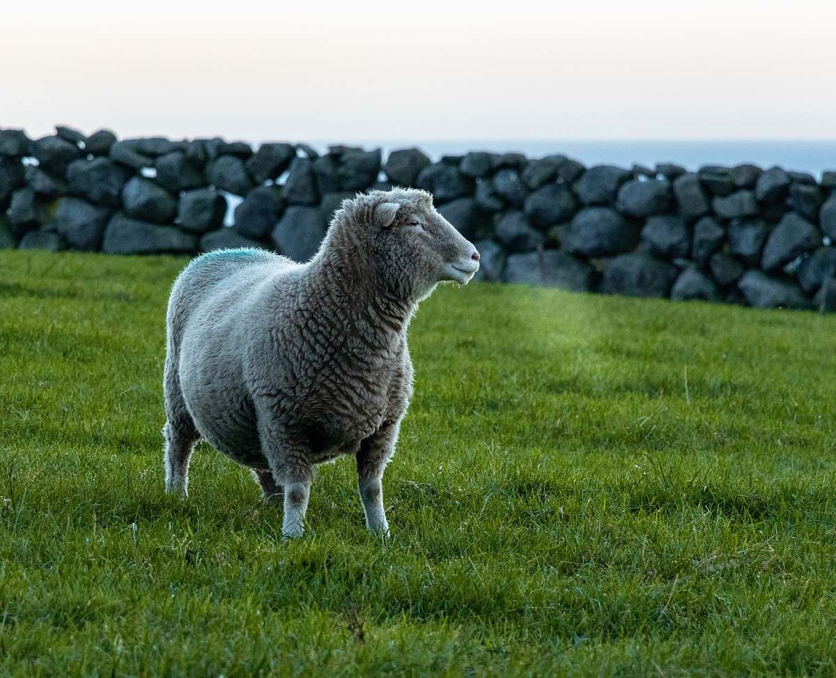mammal white sheep on grass field sheep