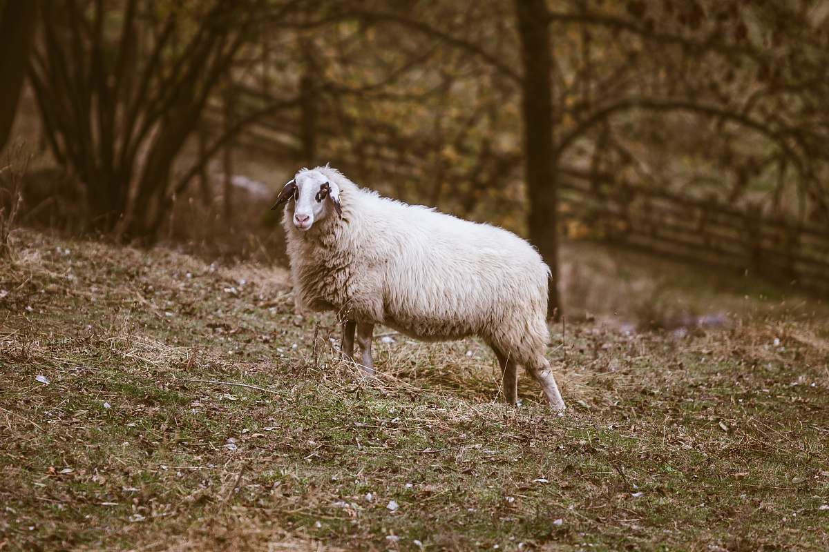 mammal white sheep on grassland across fence sheep