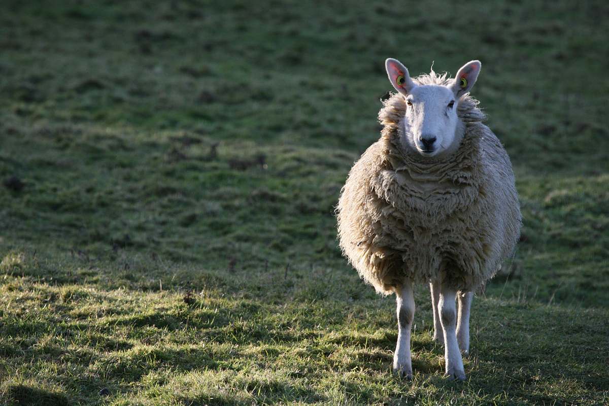 mammal white sheep on green grass field sheep