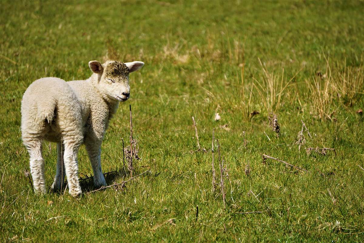 sheep white sheep on green grass field mammal