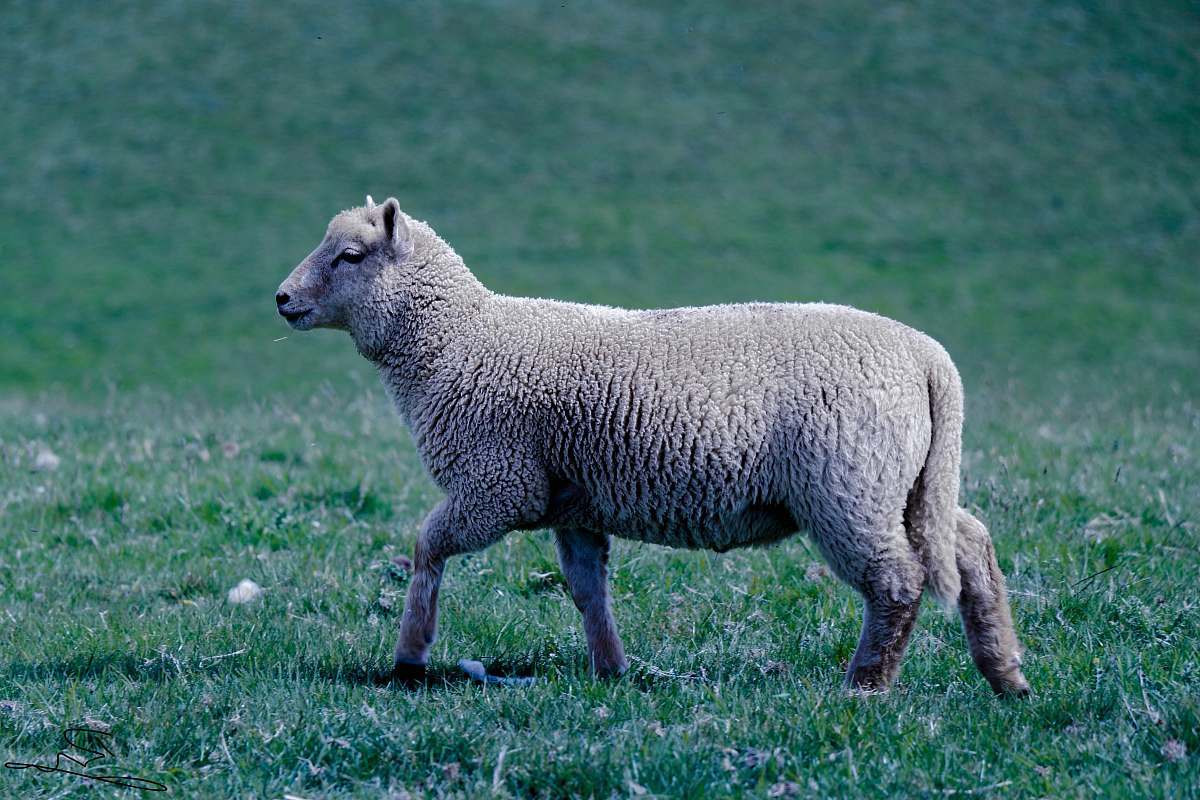 mammal white sheep on green grass sheep