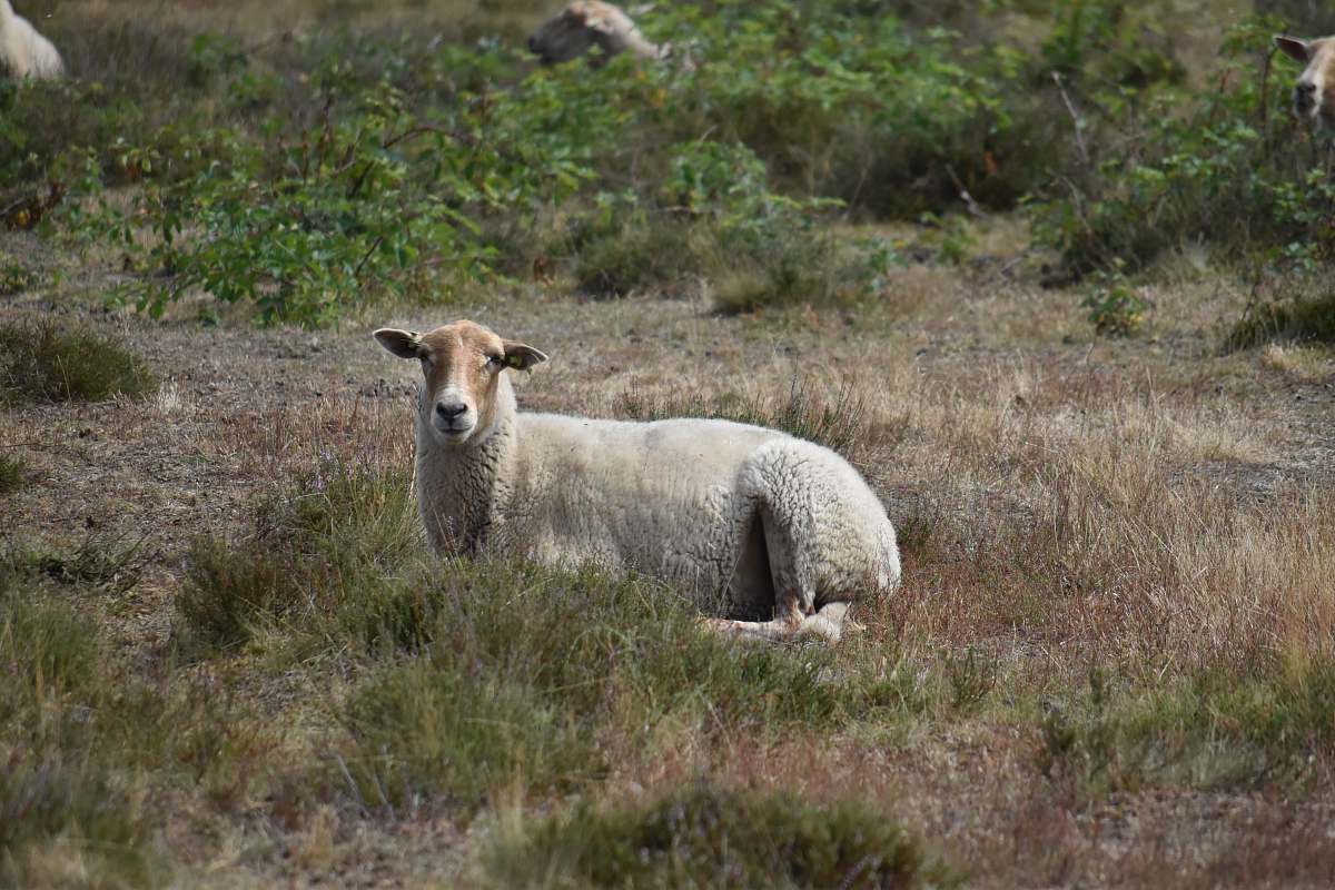 mammal white sheep resting on ground sheep