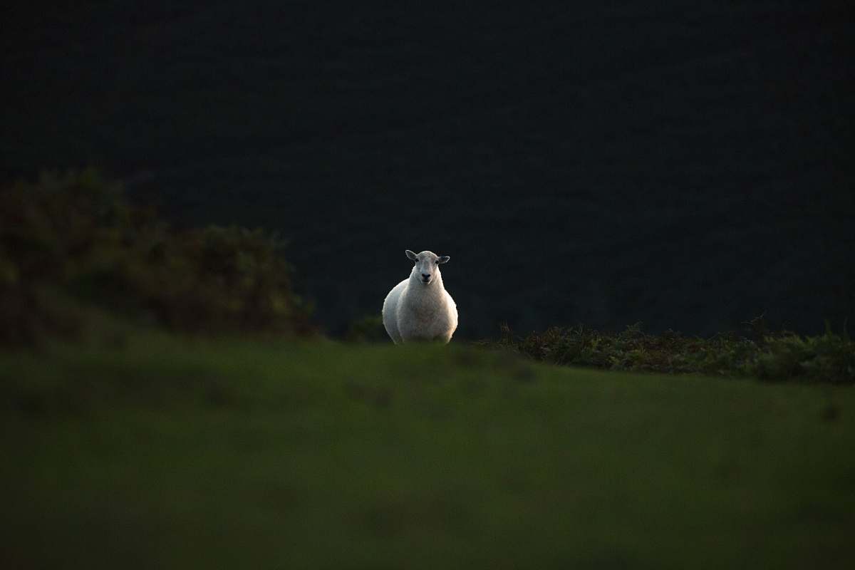 bird white sheep running on grass field sheep