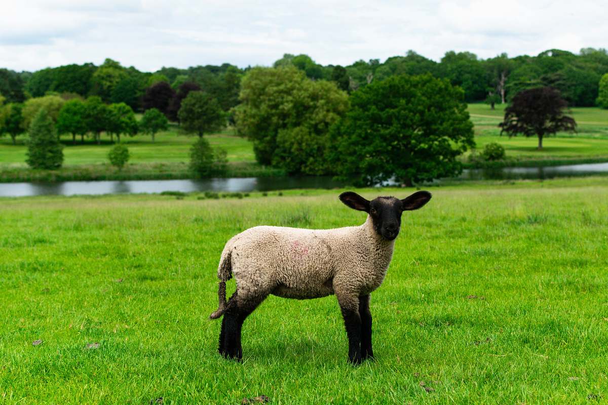 sheep white sheep mammal
