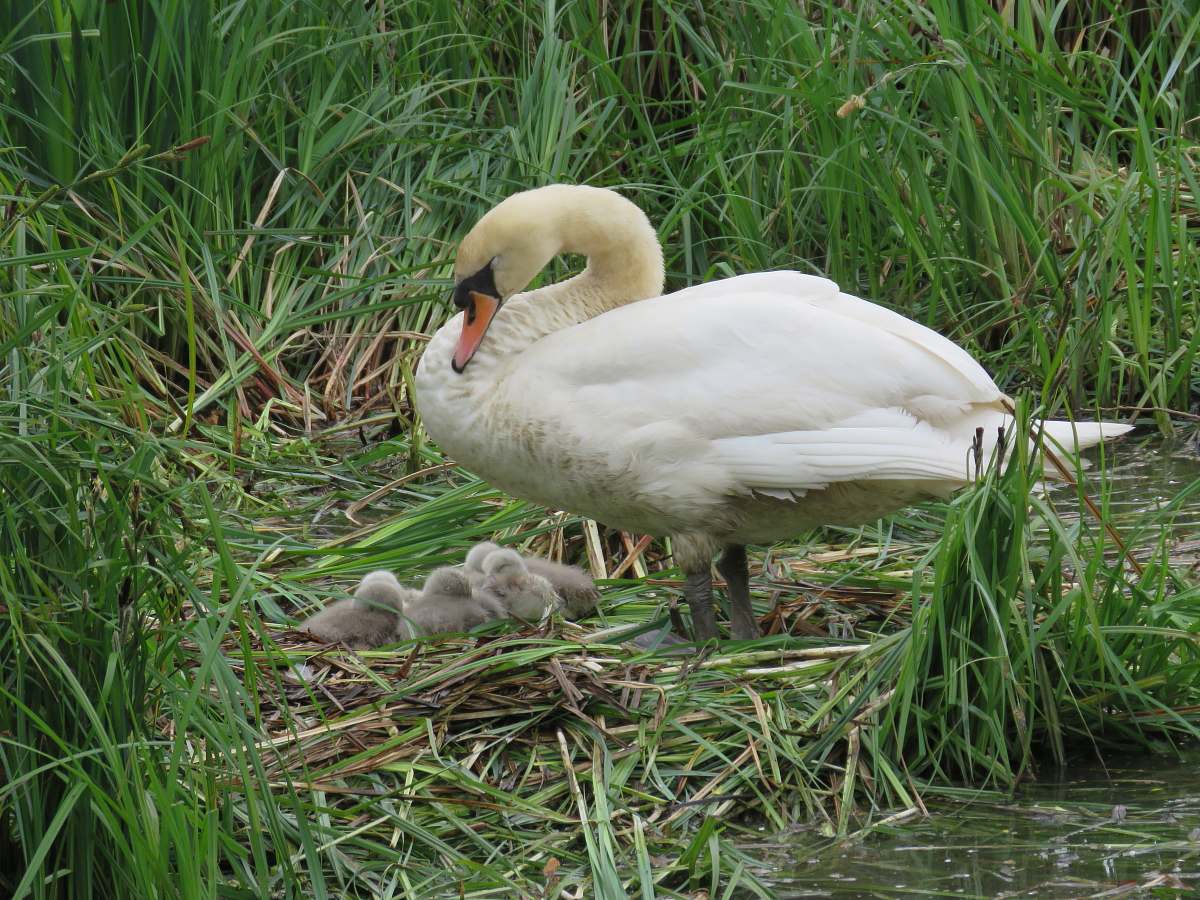 bird white swan swan