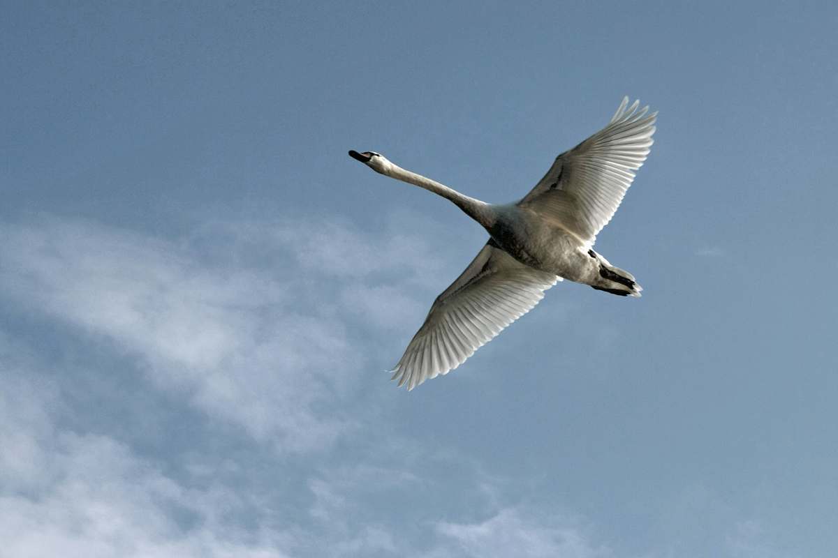 bird white swan flying photo flying