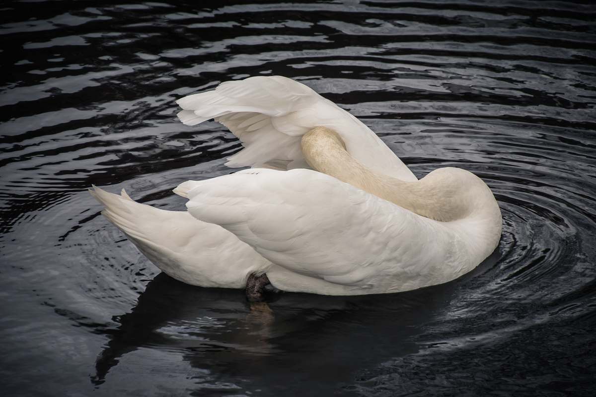 bird white swan swimming on water swan