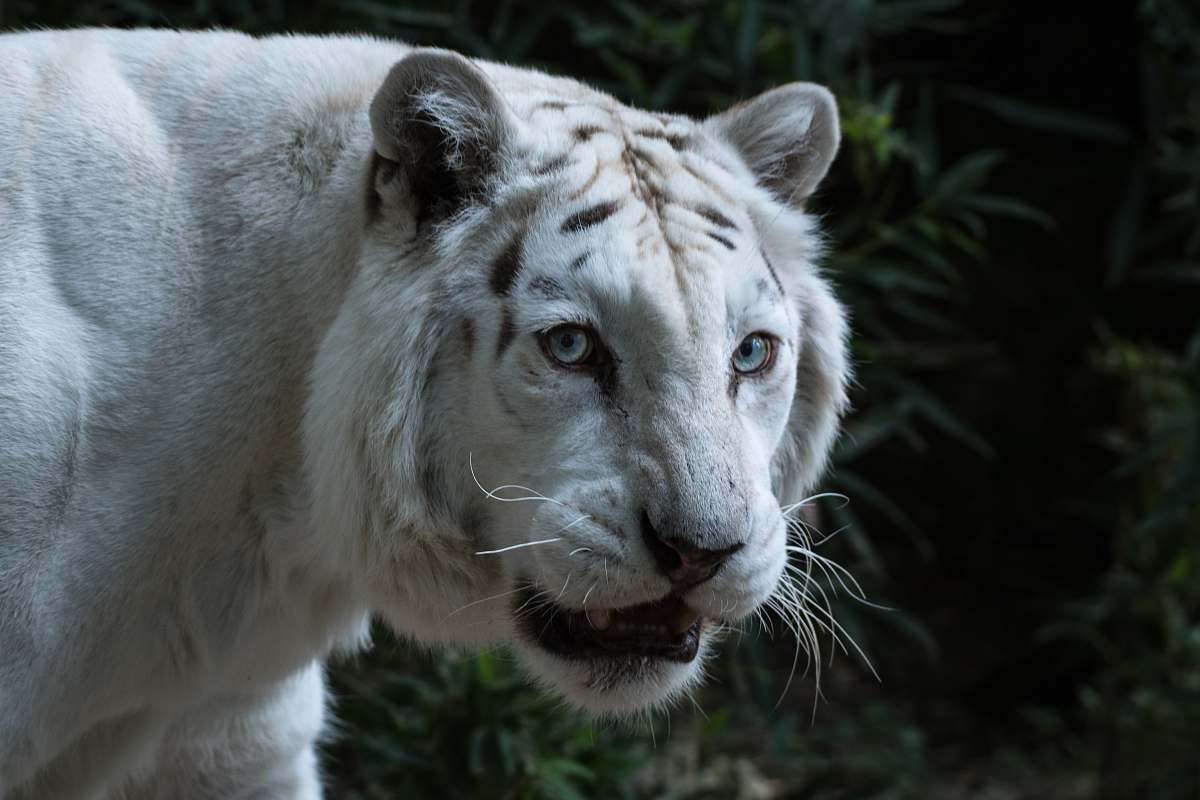 mammal white tiger tiger