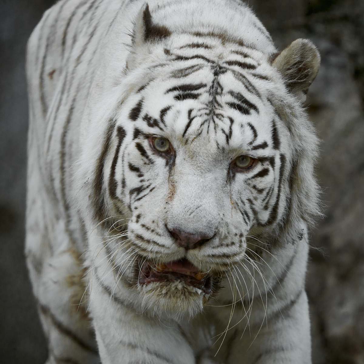 wildlife white tiger on focus photography tiger