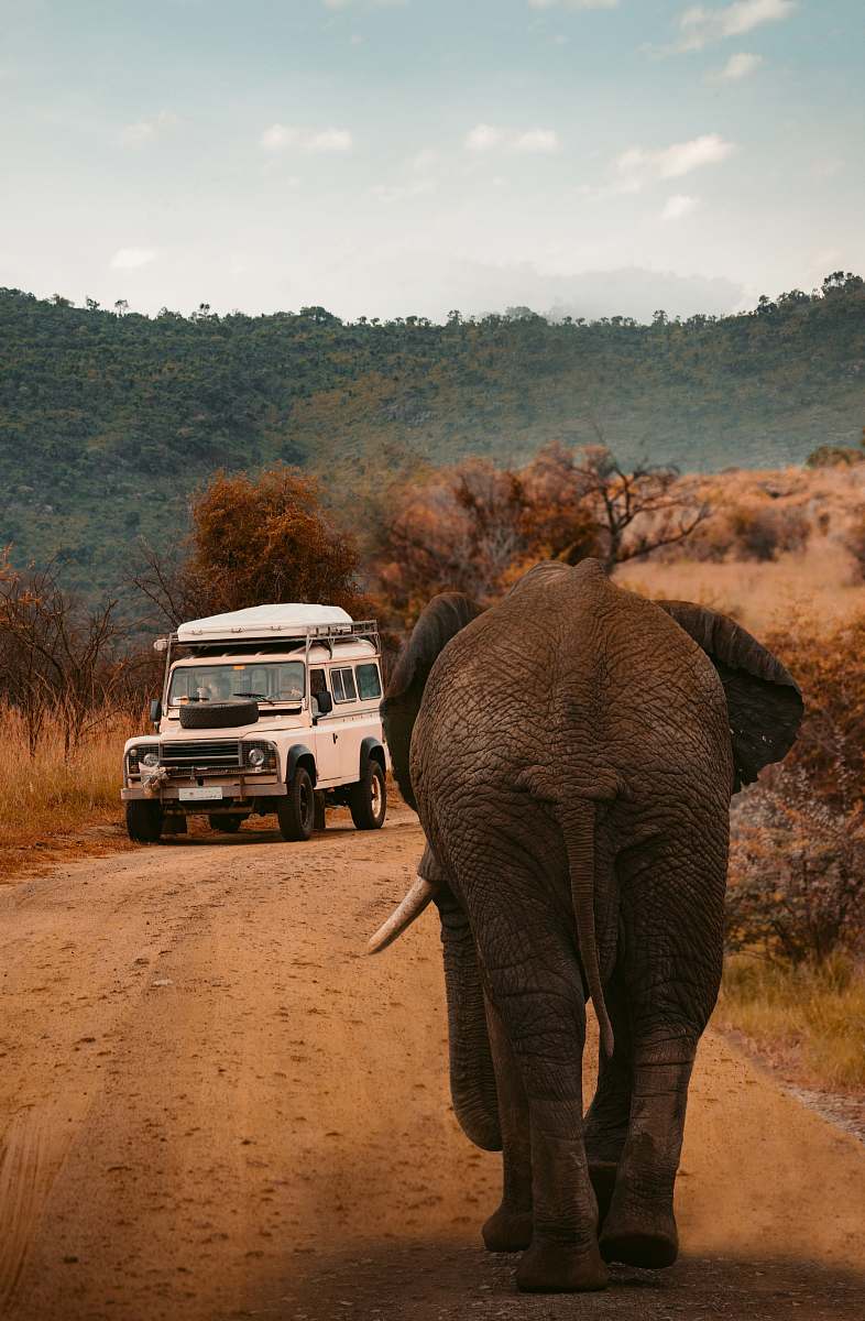 elephant white vehicle near gray elephant wildlife