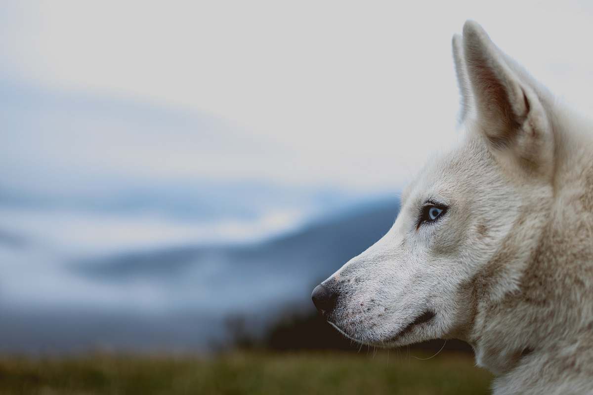 dog white wolf in close-up photography at daytime pet