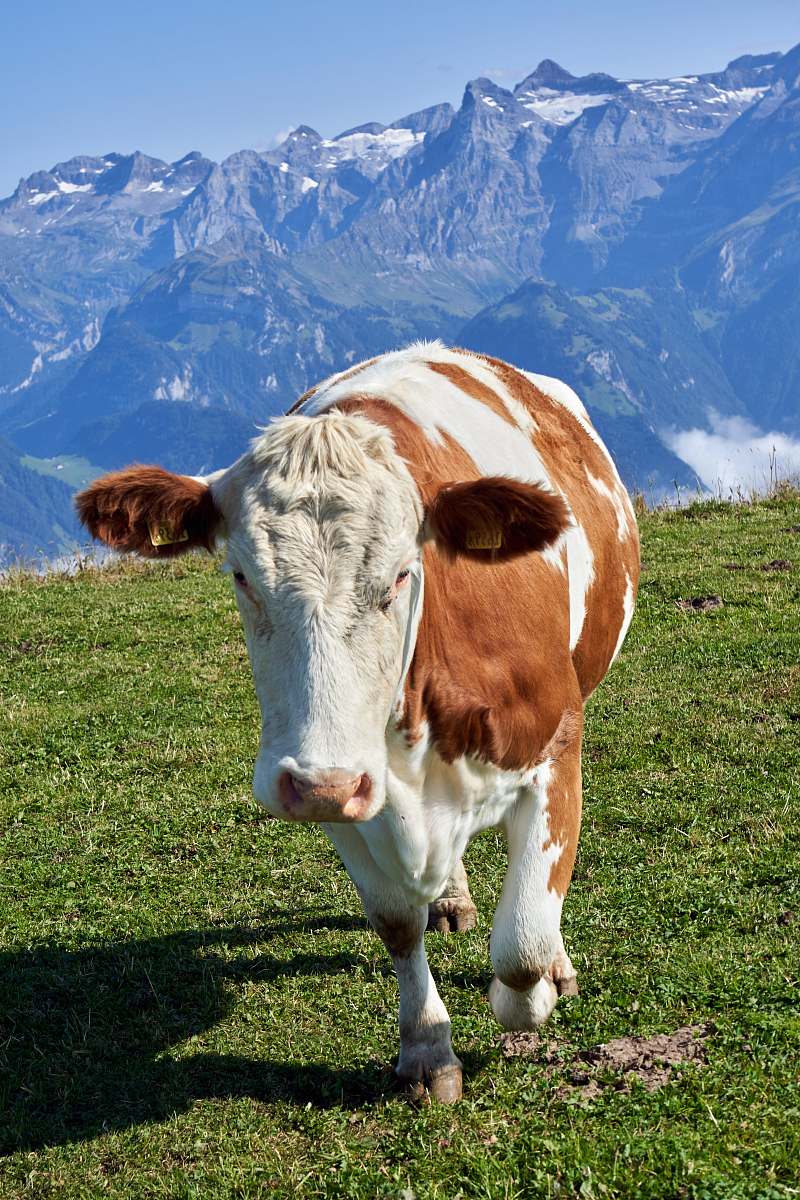 cattle whtie and brown cow walking on green grass field cow