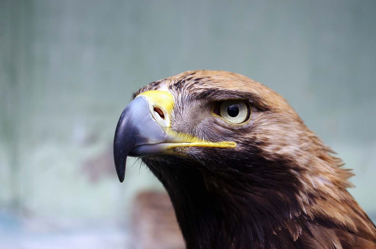 bird wildlife photography of bird eagle
