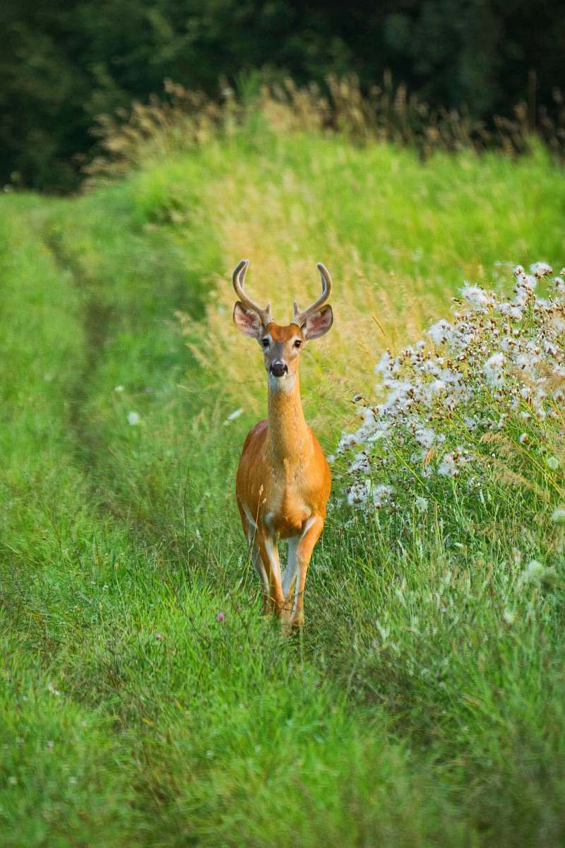 mammal wildlife photography of brown deer on green grass during daytime antelope