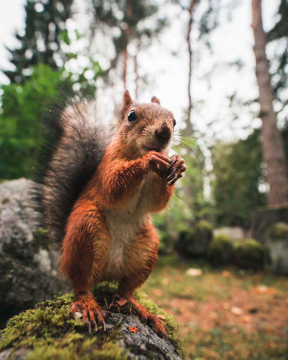 mammal wildlife photography of brown squirrel wildlife