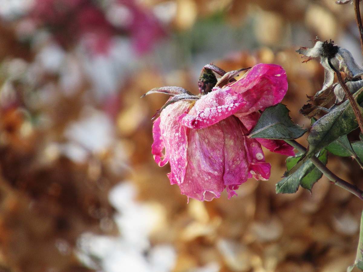 apidae wilted pink rose bee