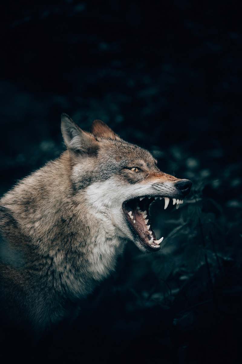 mammal wolf with open mouth wolf