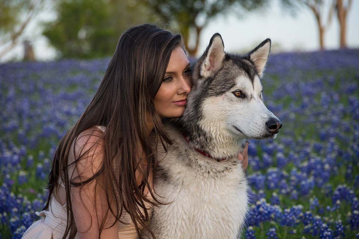 dog woman beside white and black Siberian husky with purple flowers husky