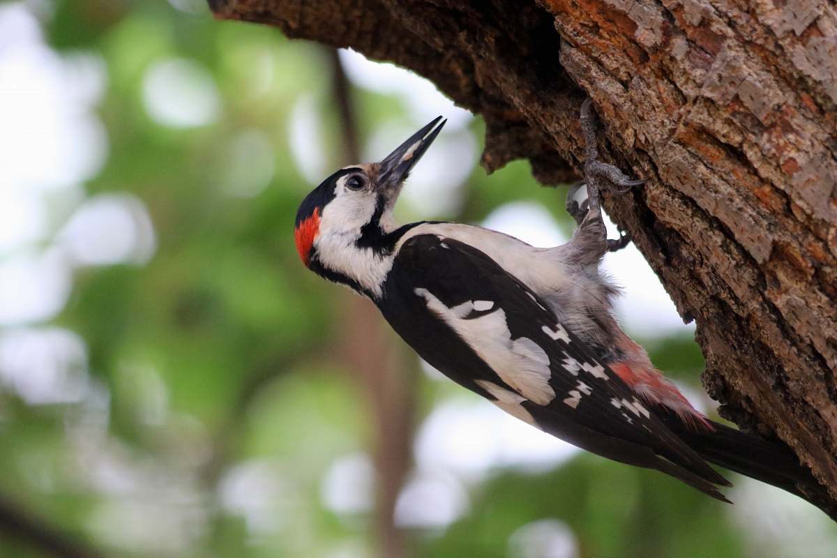 bird woodpecker on tree woodpecker