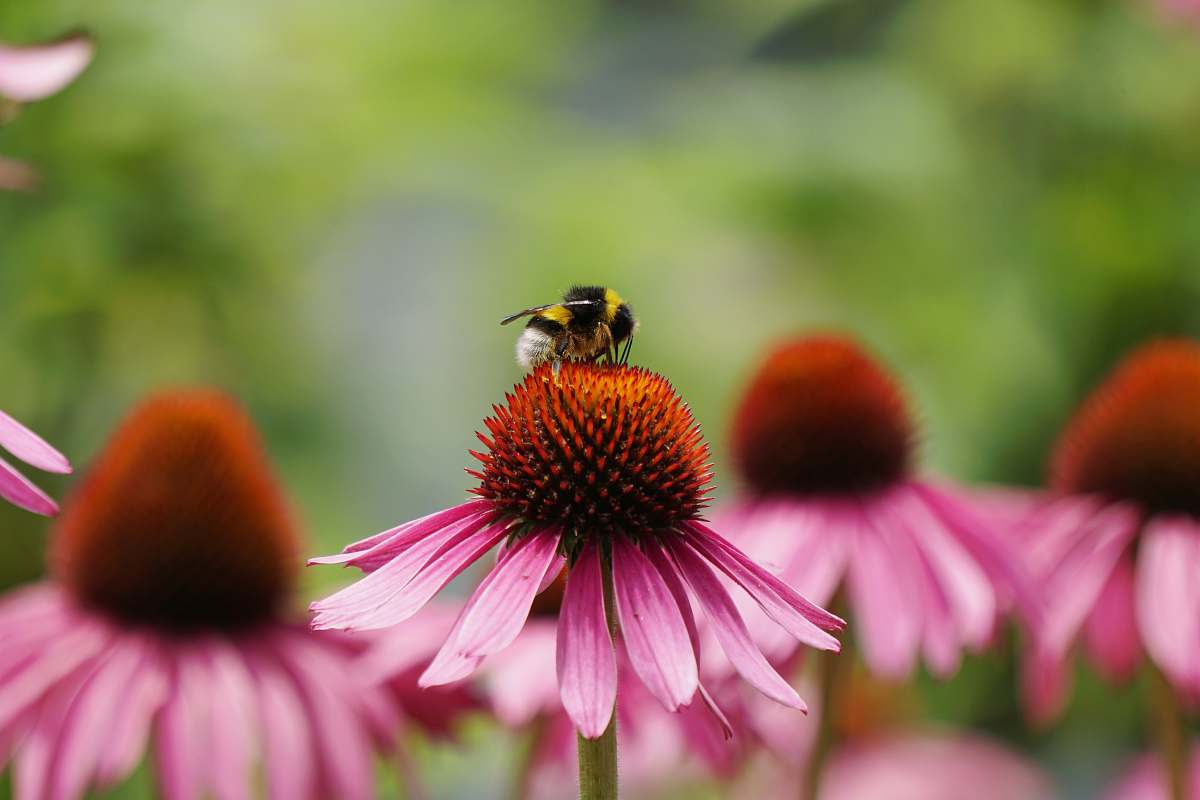 bee yellow and black bee on pink petaled flower apidae