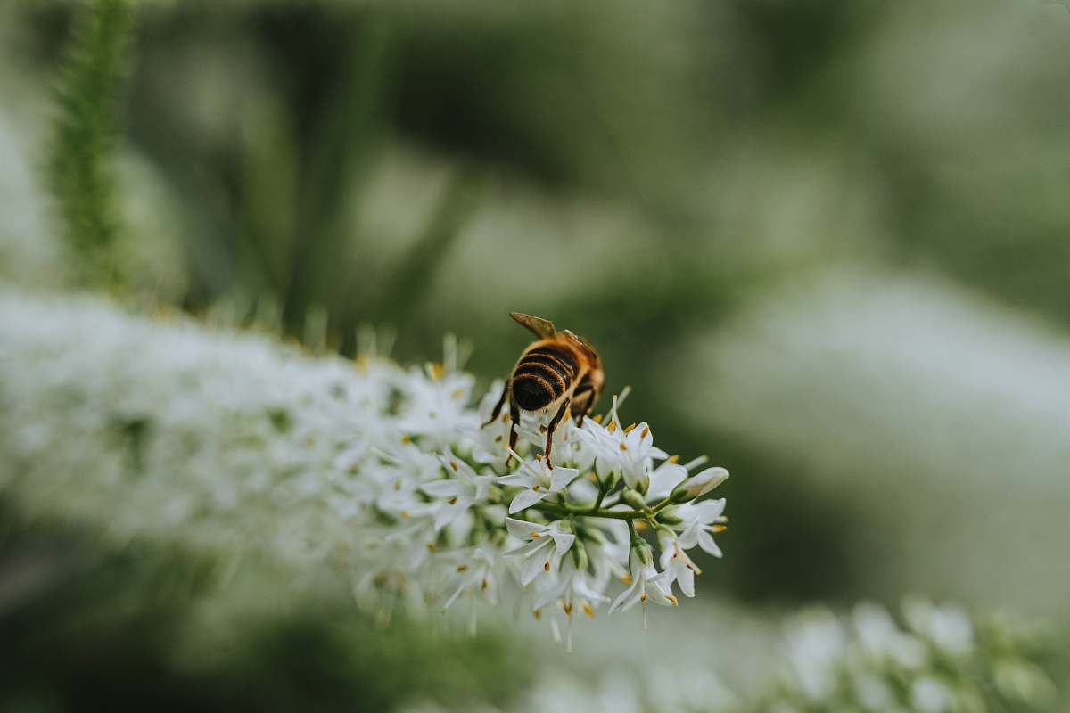 andrena yellow and black bee on white petaled flower bee