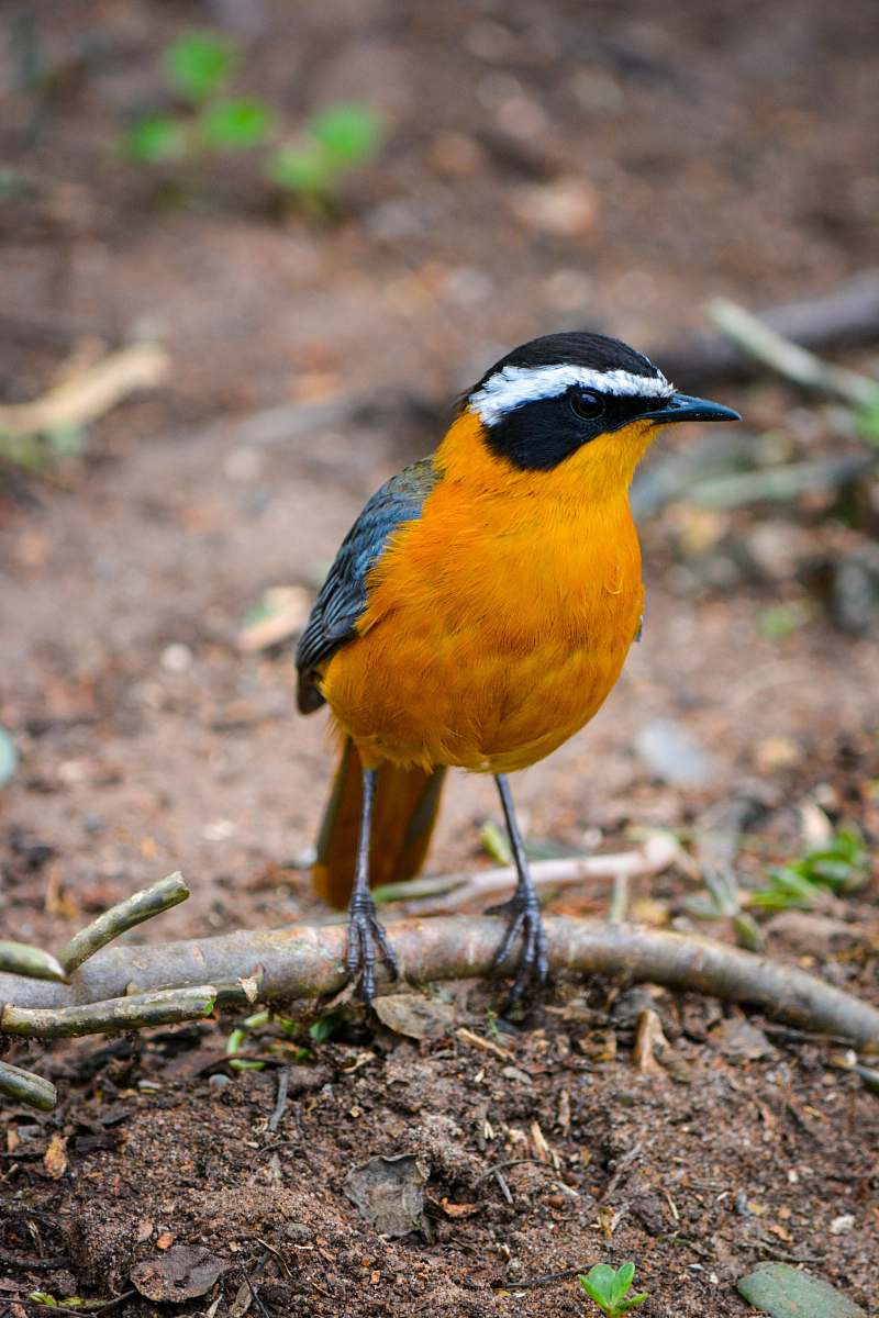 bird yellow and black bird finch