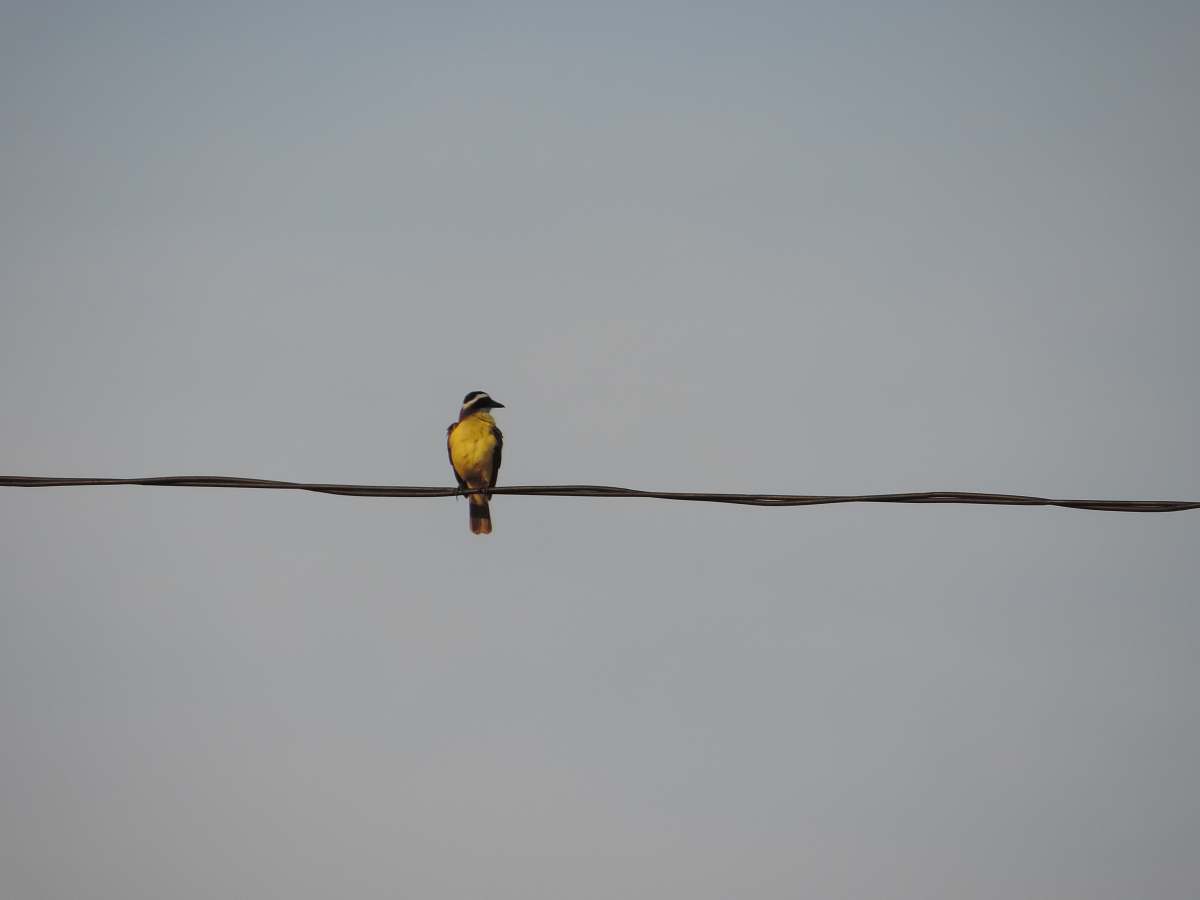 bird yellow and black bird on coated cable finch
