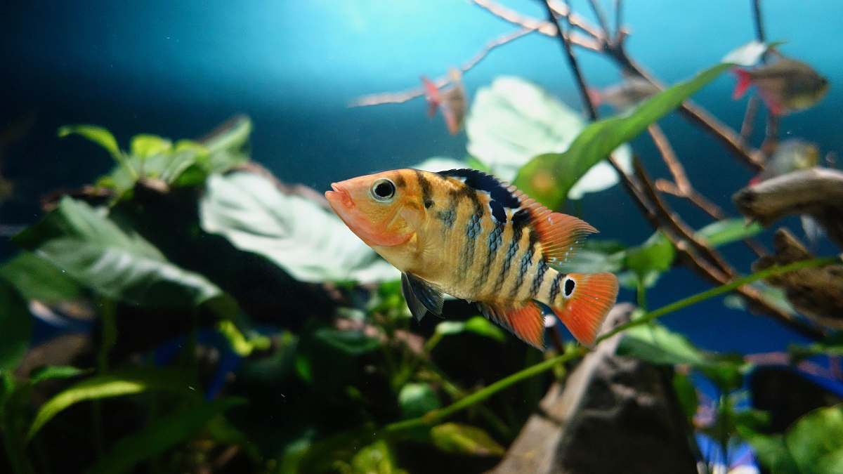 fish yellow and black fish water