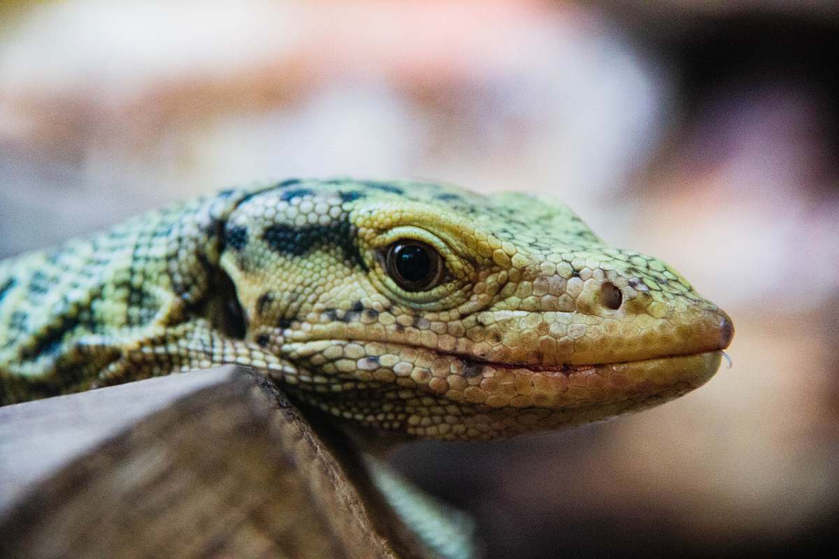 lizard yellow and black reptile reptile