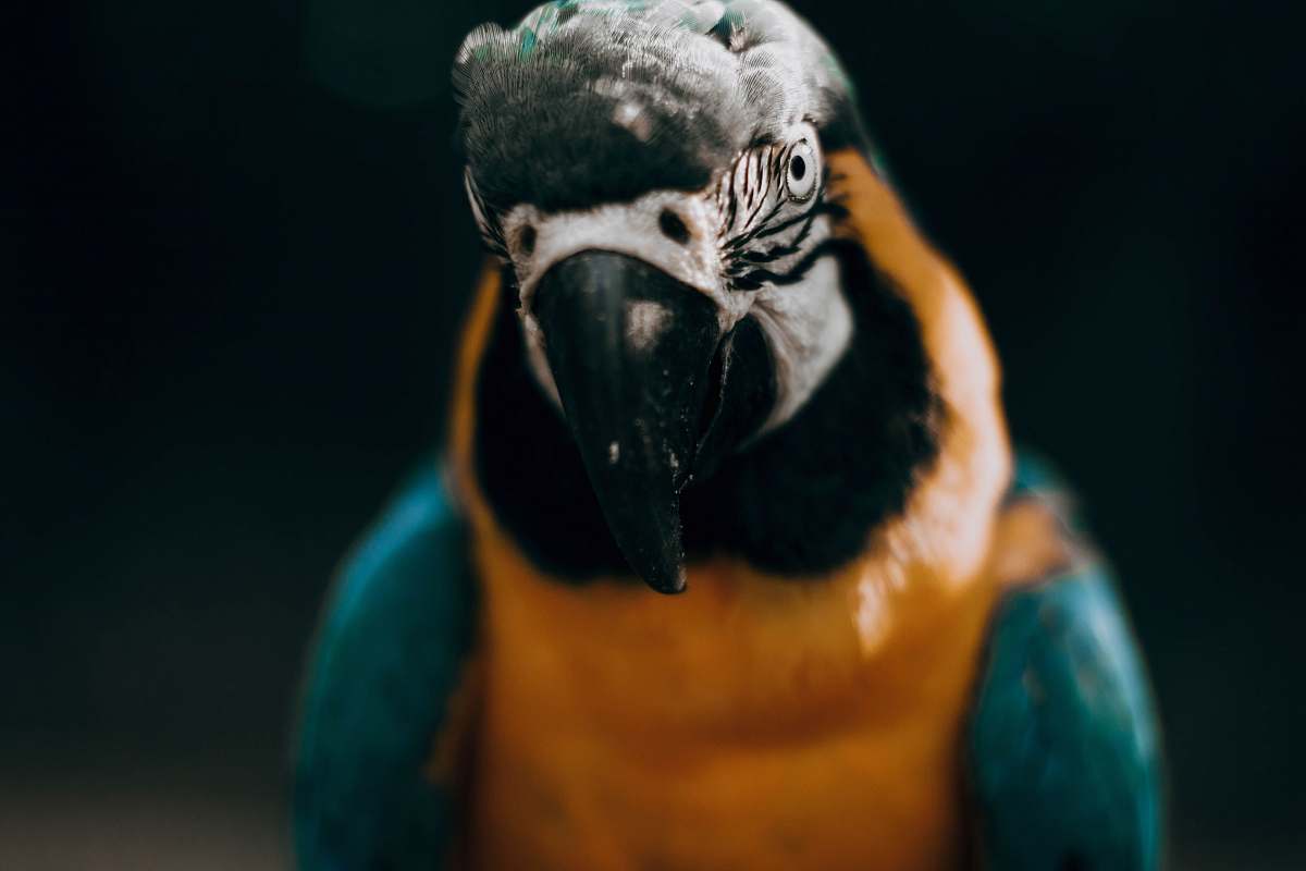 bird yellow and blue macaw macaw